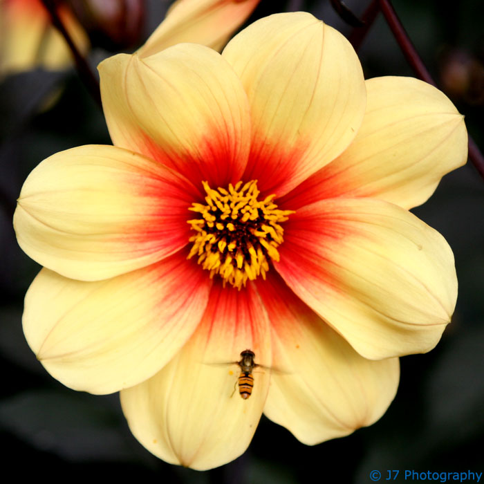 As the moon caught fire