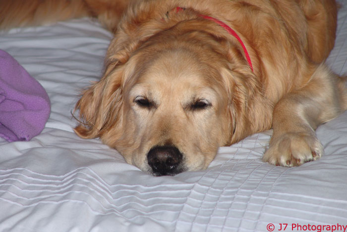 Let Sleeping Dogs Lie...