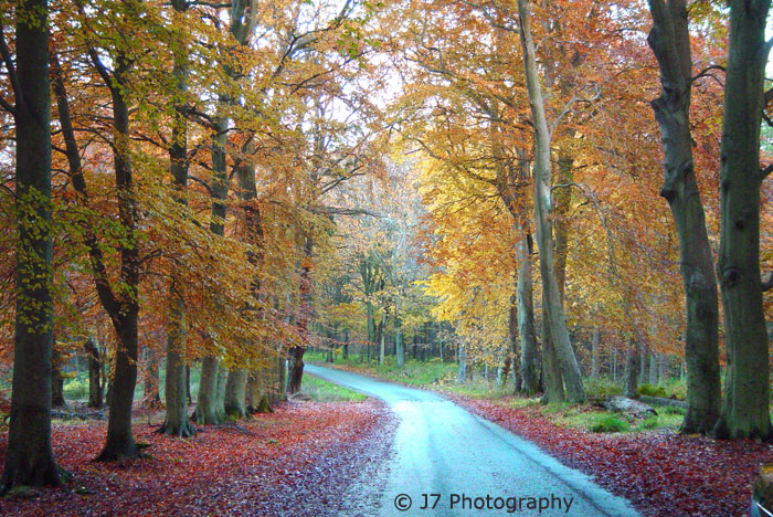 Autumn Leaves
