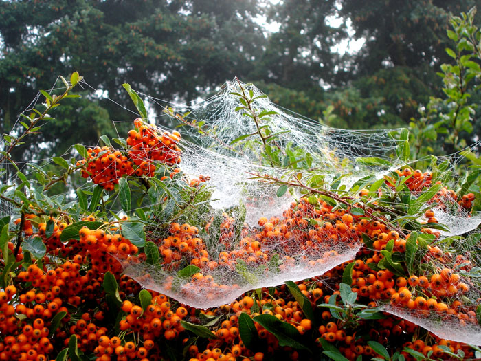 Gossamer