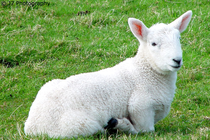 Spring Lamb