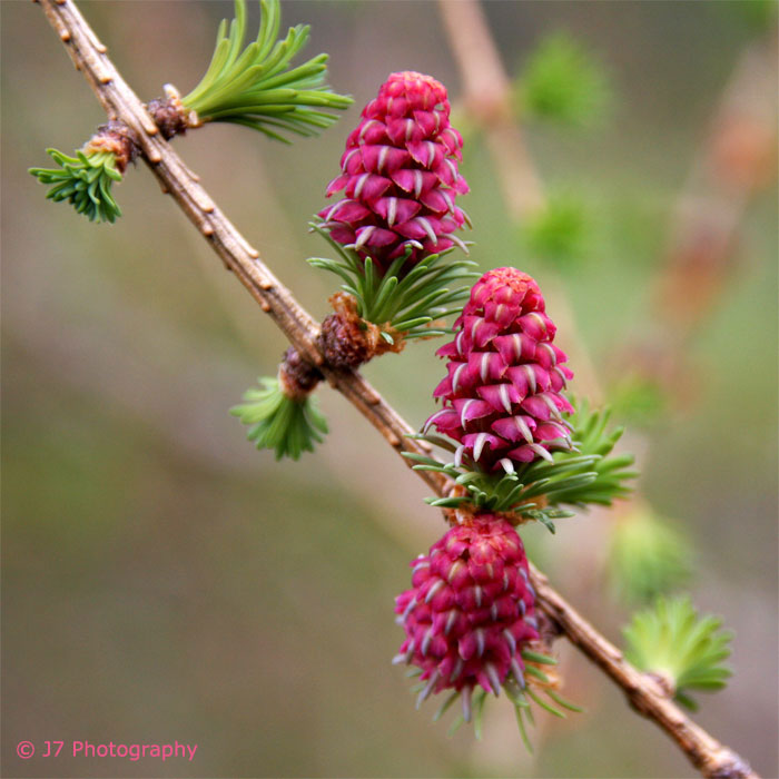 Larch