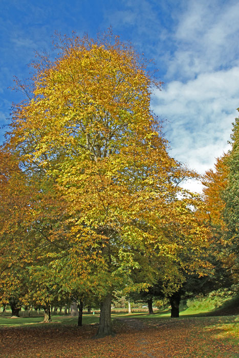 Forever Autumn